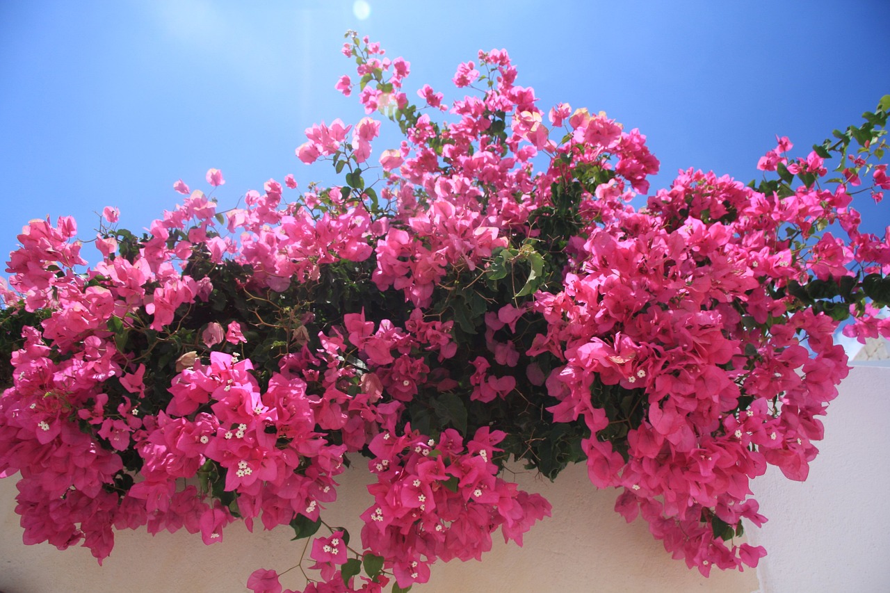 Pink bougainvillea flowers on top of a wall