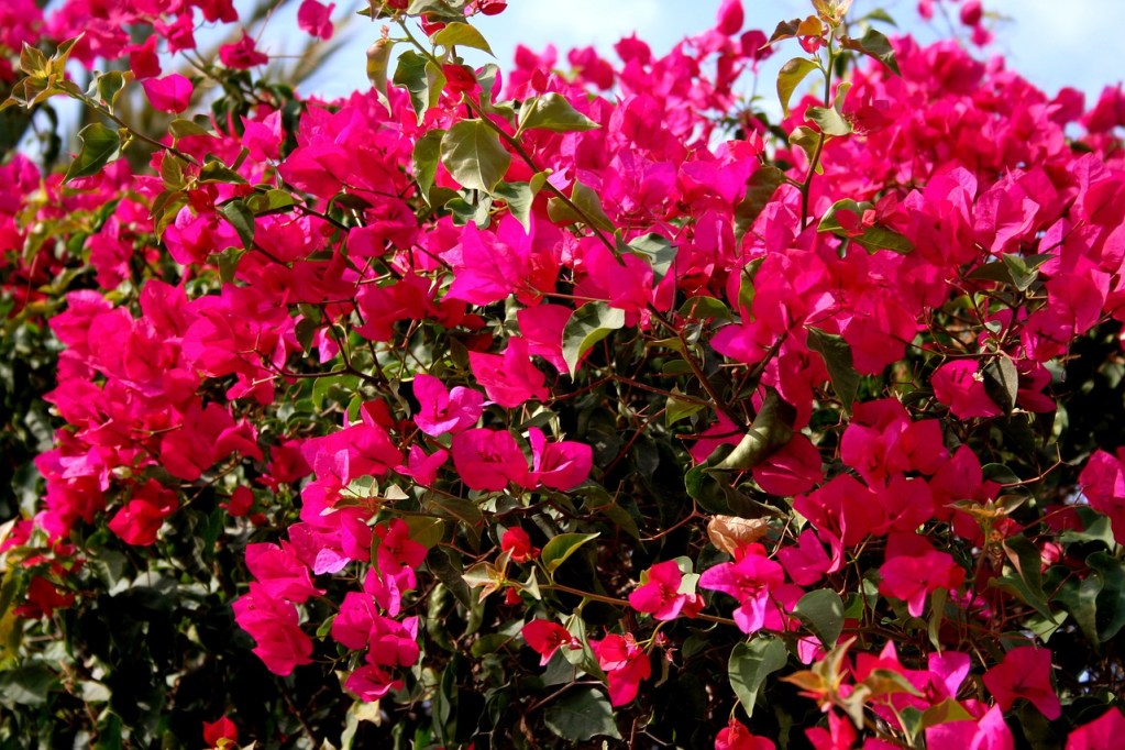Pink bougainvillea flowers