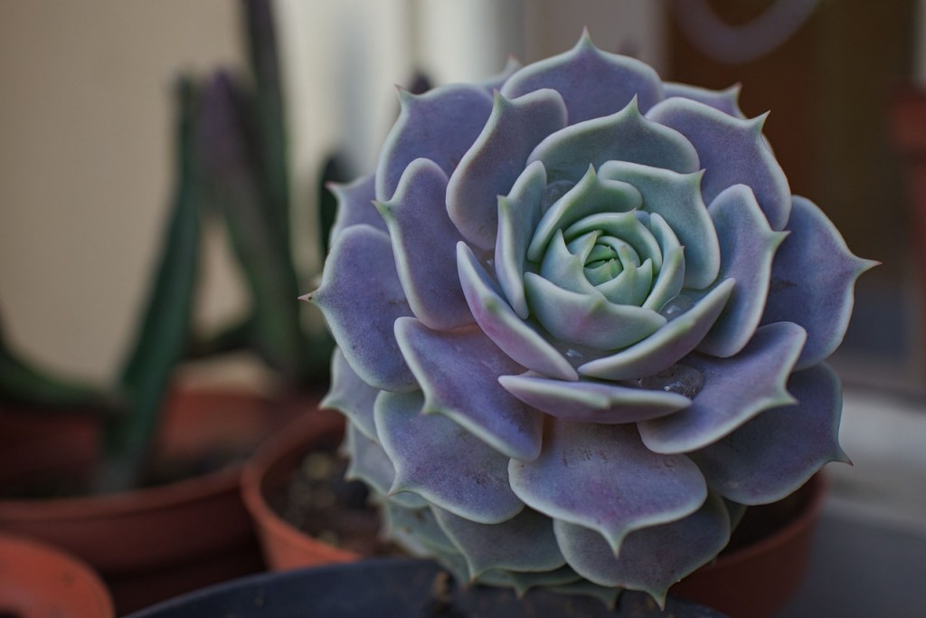 A purple echeveria succulent