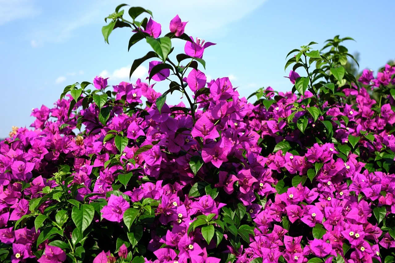 Purple bougainvillea flowers