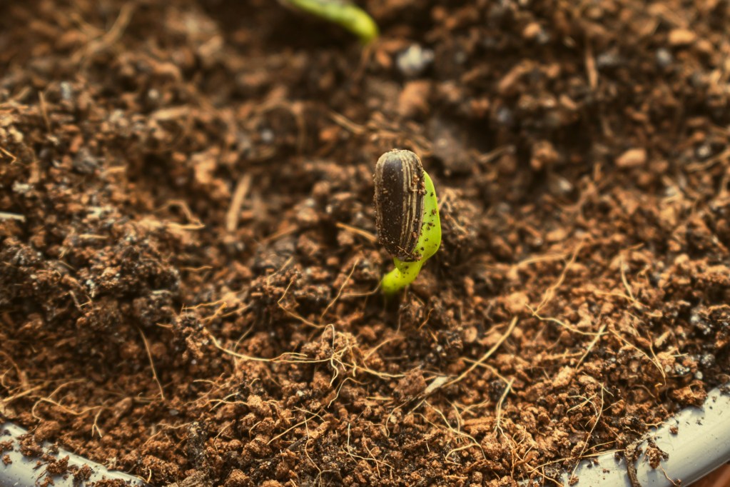 Seedling growing from soil