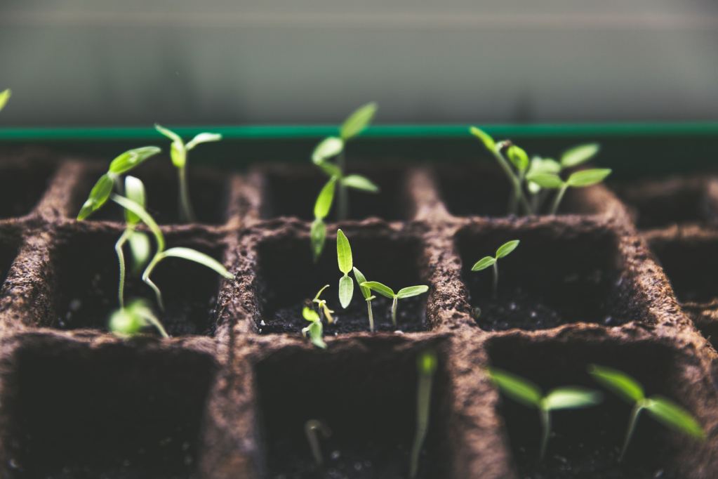 Seedlings in plant tray