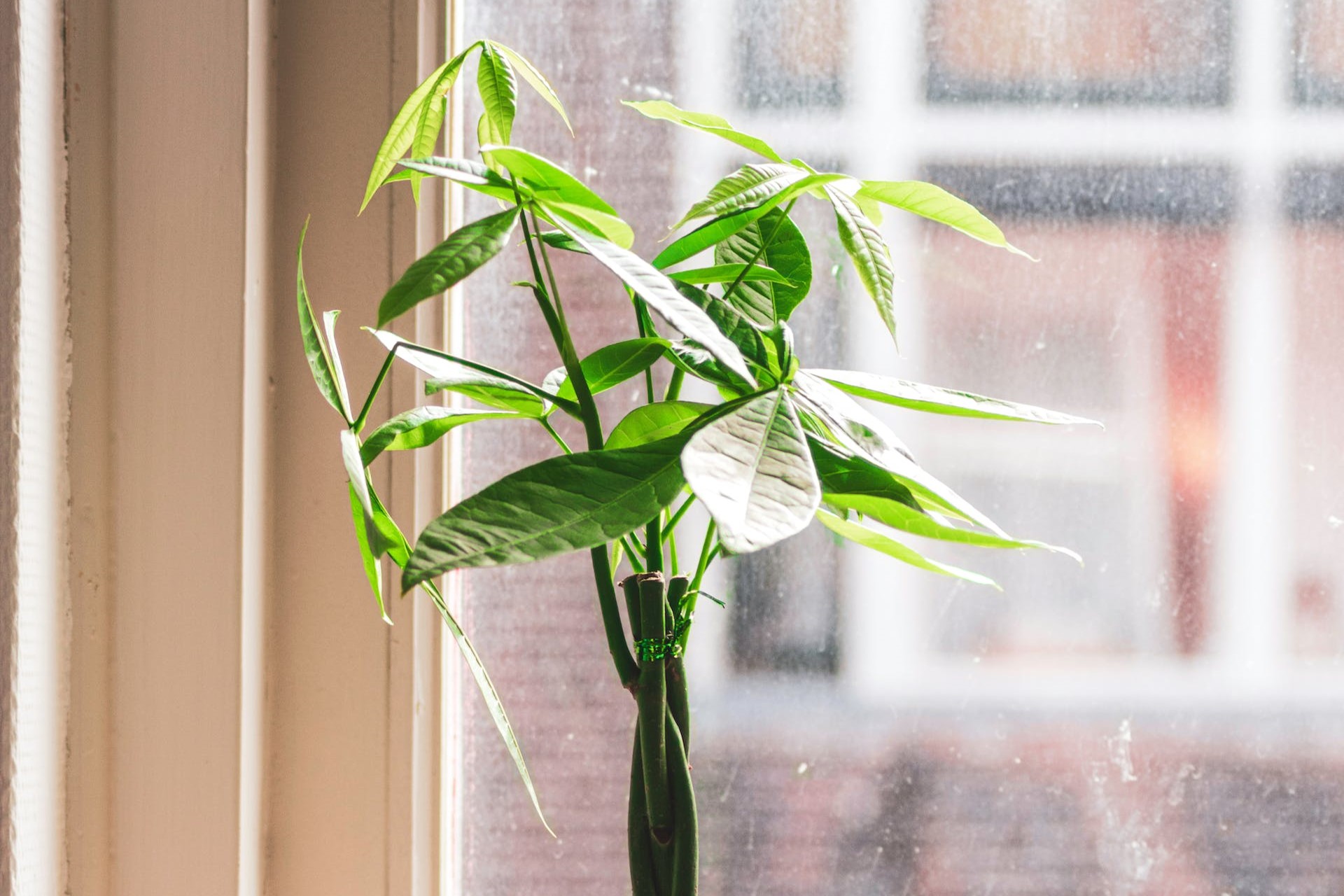 A small money tree on a window sill