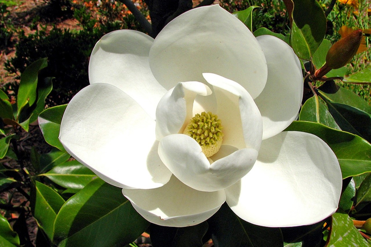 Southern magnolia flower