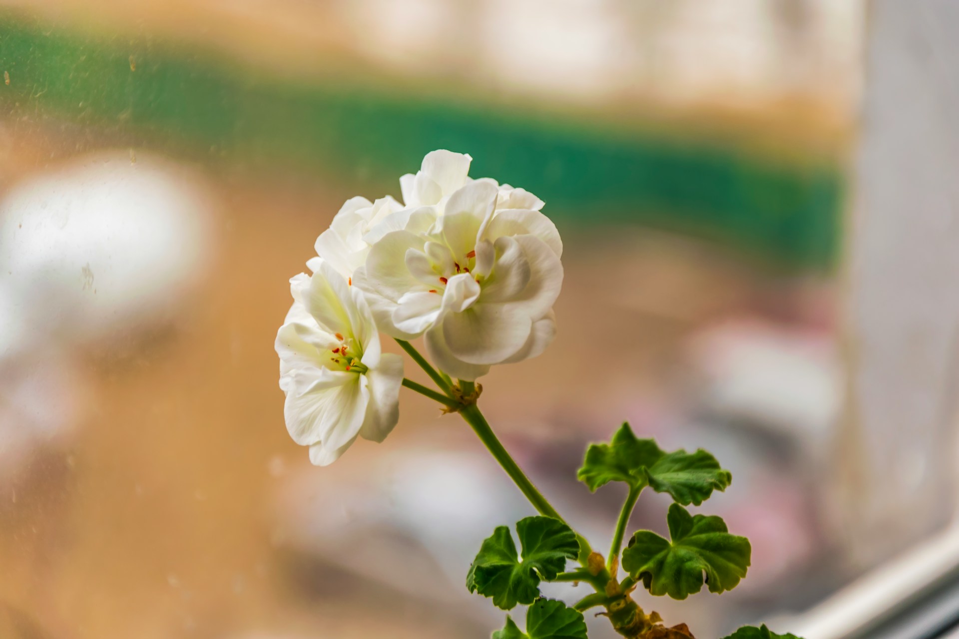 White geranium