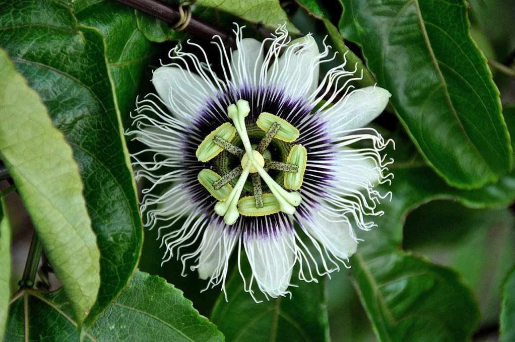 A white passion flower