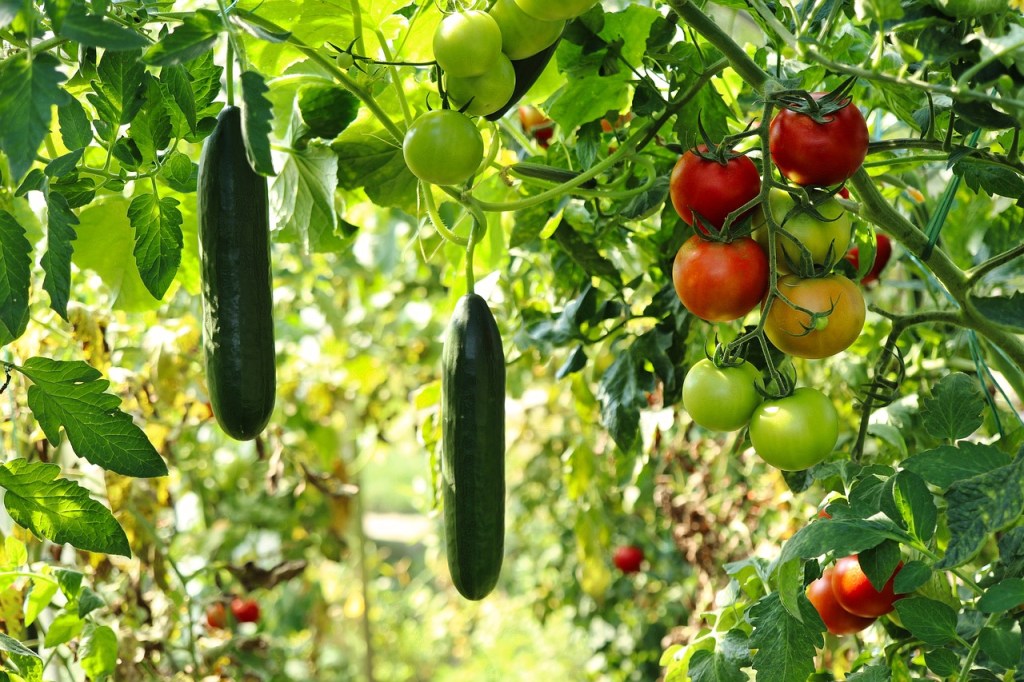 Cucumbers and tomatoes growing together