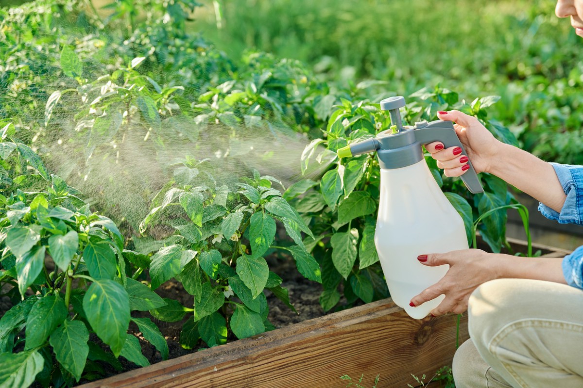 best fogger for plants