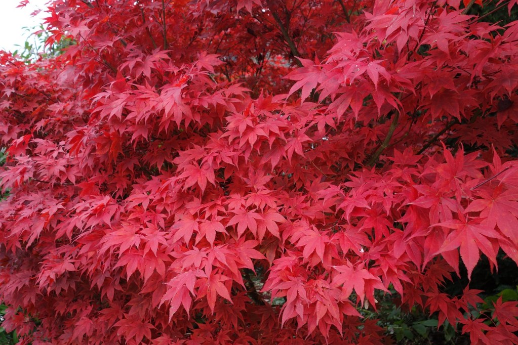 A Japanese maple tree.