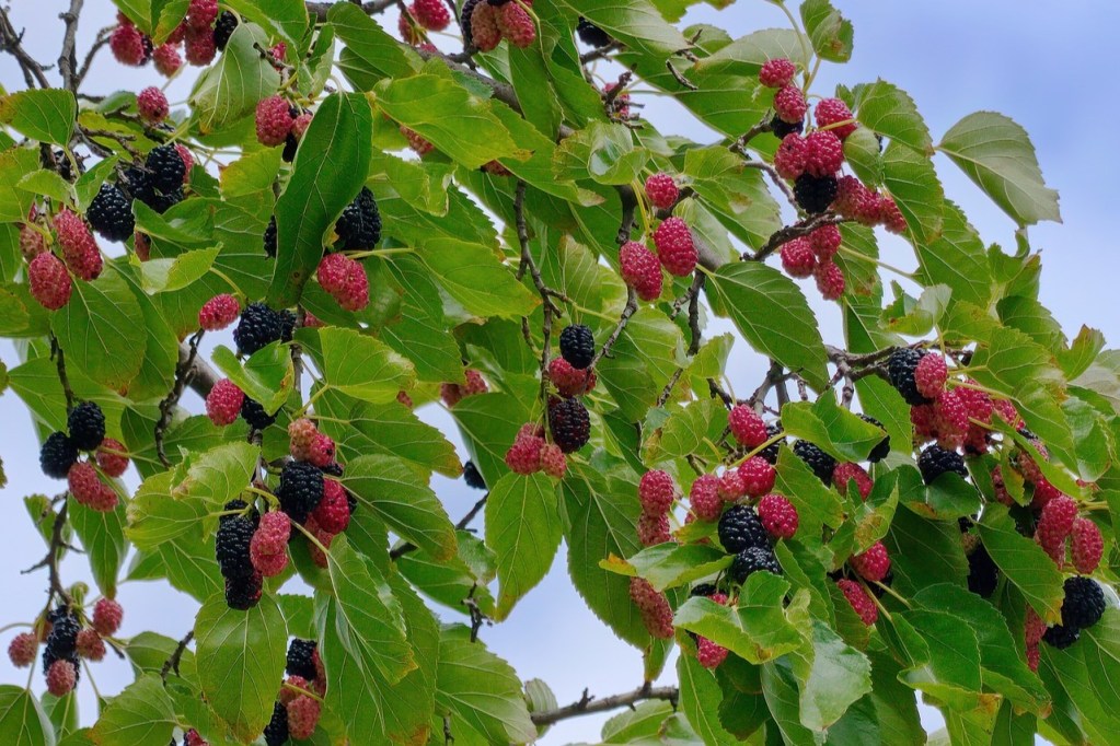 A Morus rubra (red mulberry) tree with ripe and unripe berries