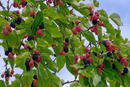 A Morus rubra (red mulberry) tree with ripe and unripe berries