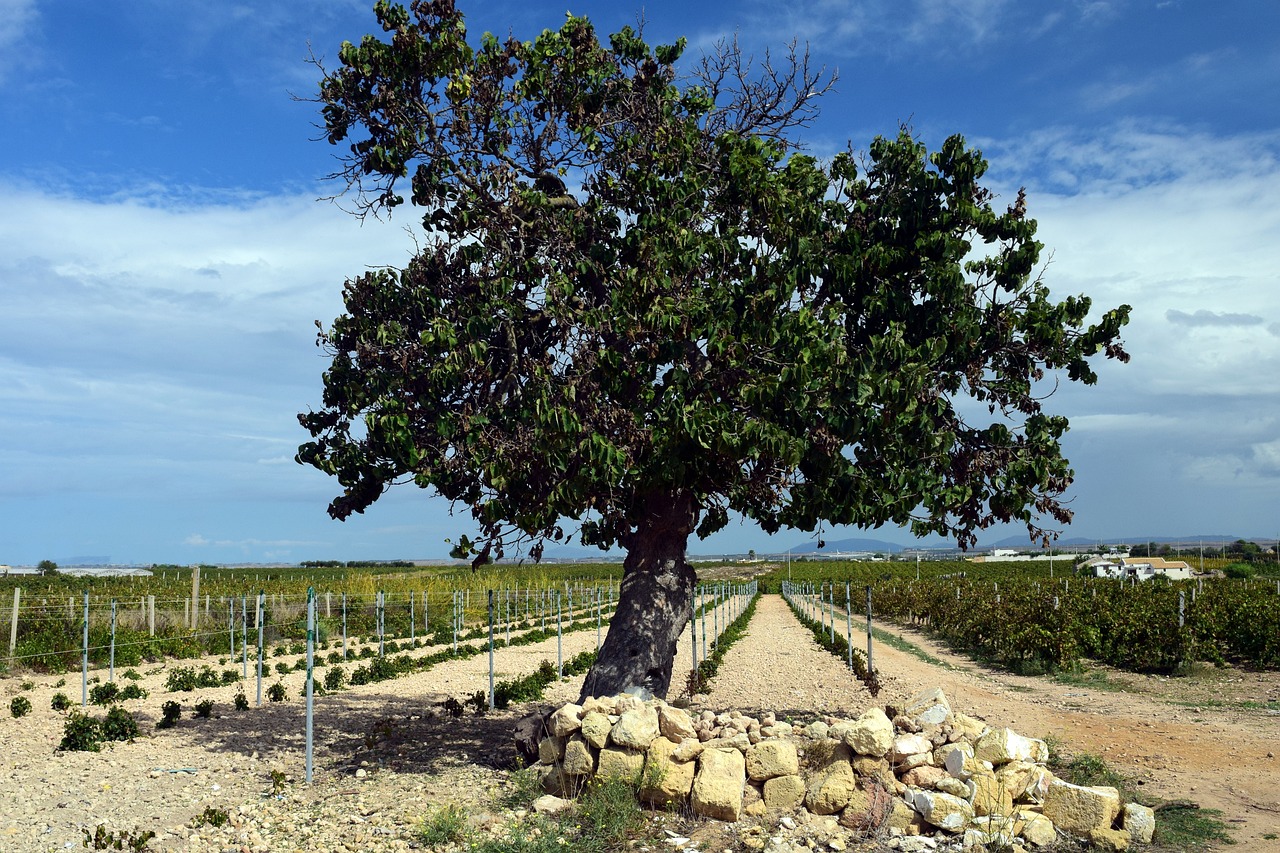 A large mulberry tree
