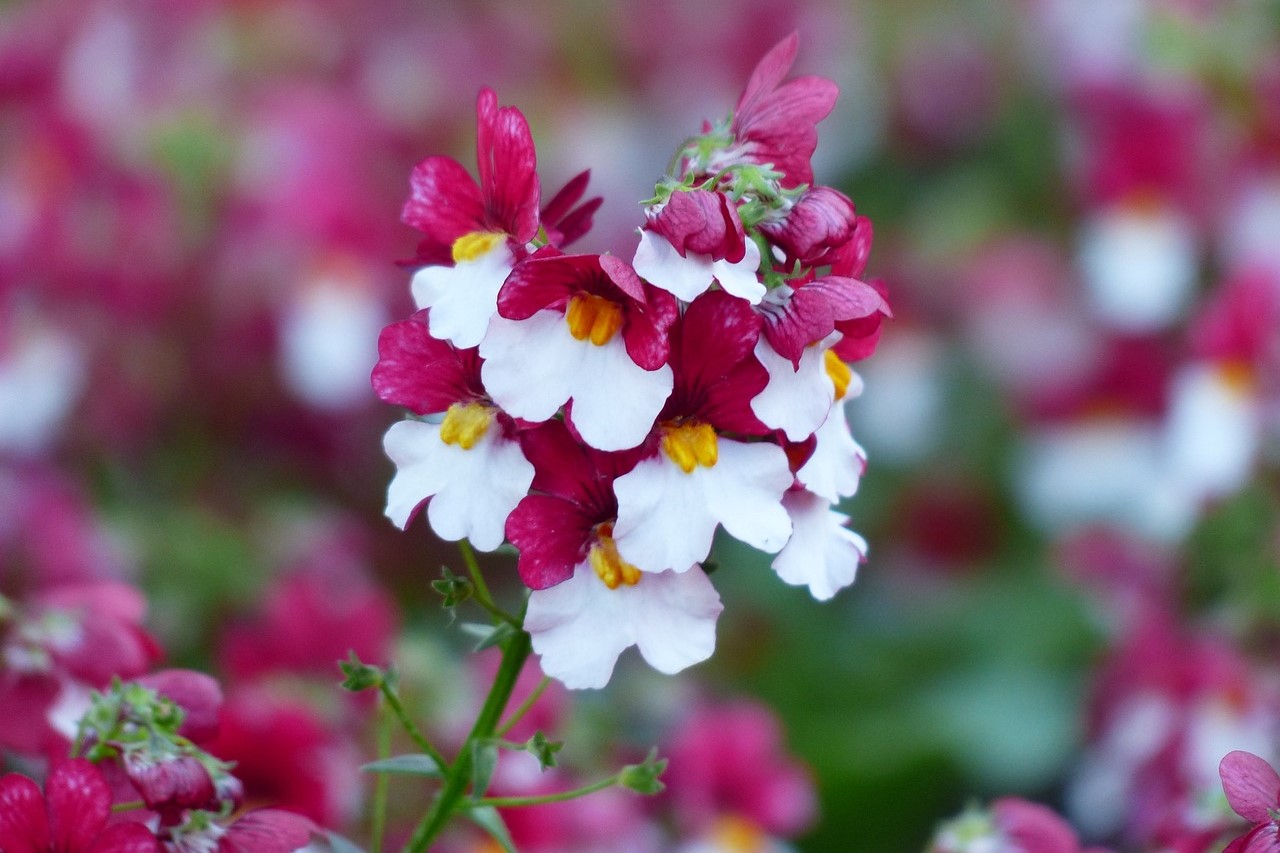 Pink and white nemesia flowers close up