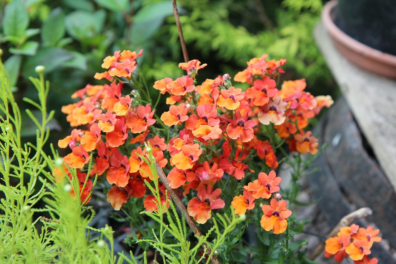 Orange nemesia flowers