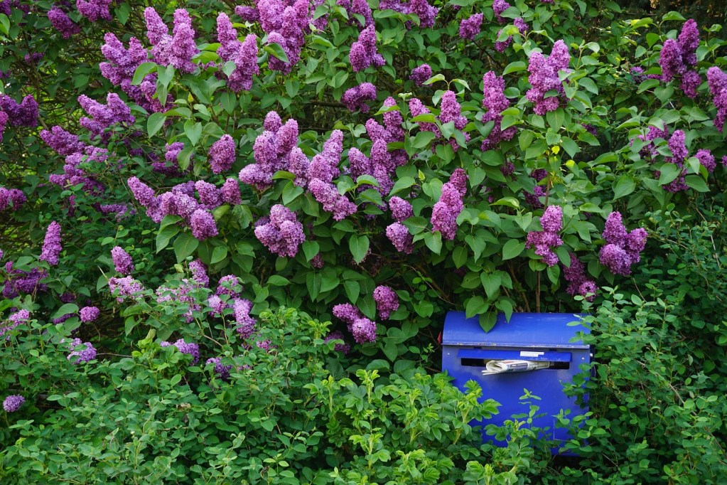An overgrown lilac bush beside a mailbox