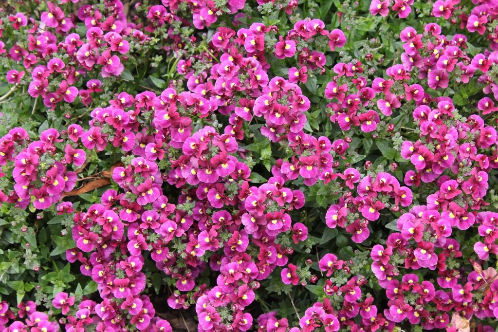 Pink nemesia flowers