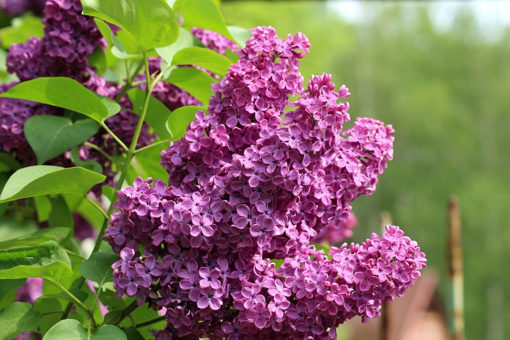 A branch of lilac flowers