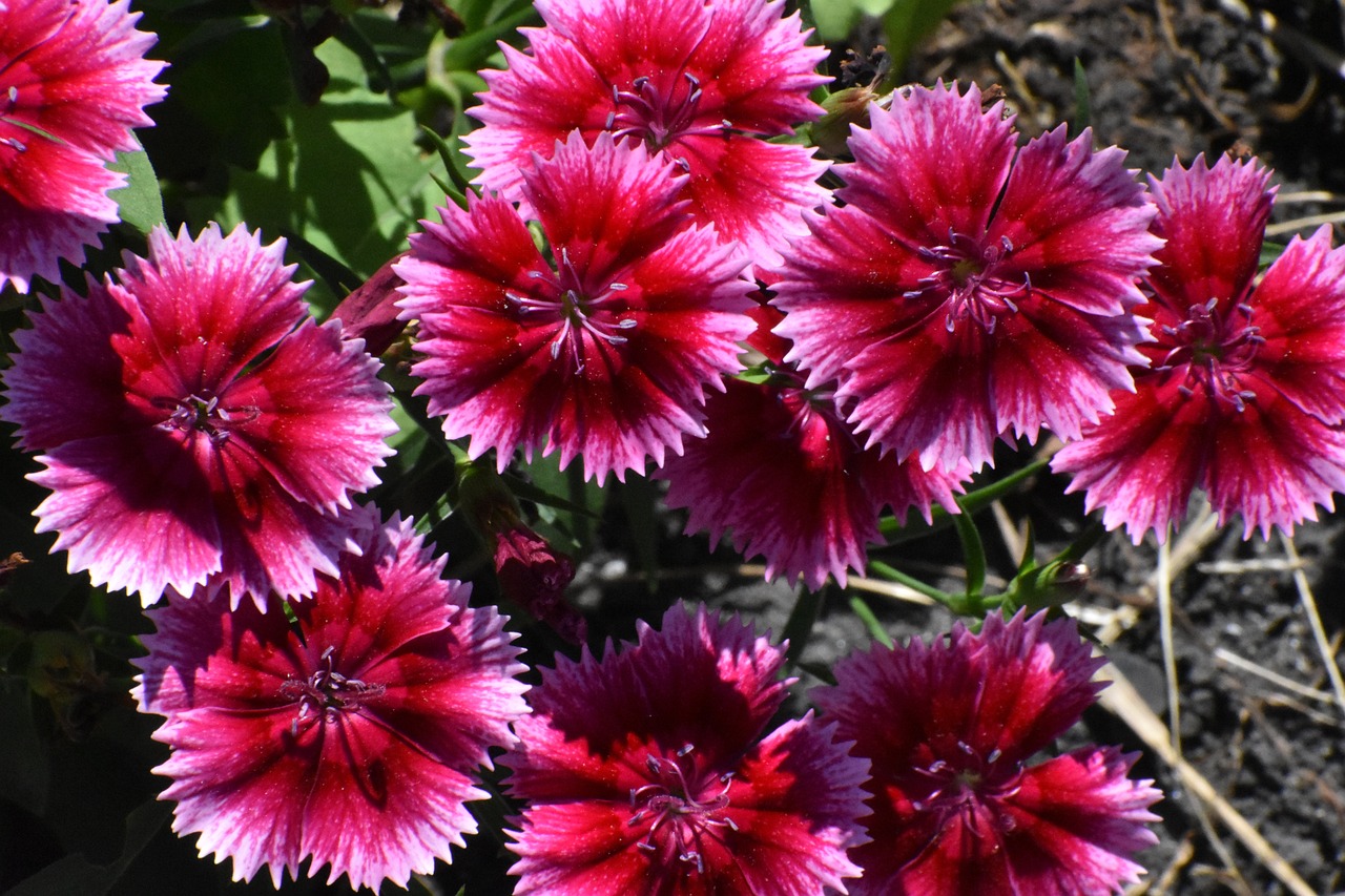 Red and pink carnation flowers
