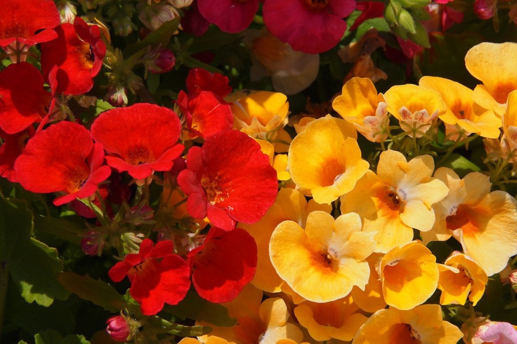 Red and yellow nemesia flowers