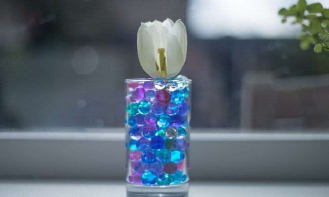 A tulip in a vase with water beads