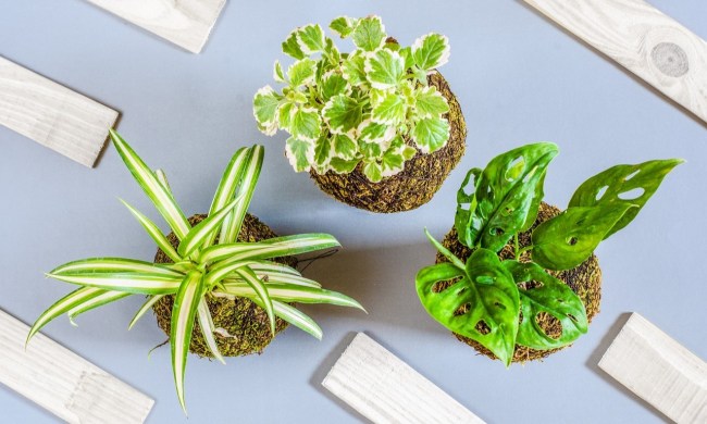 Three small plants growing in kokedama moss balls on a blue background