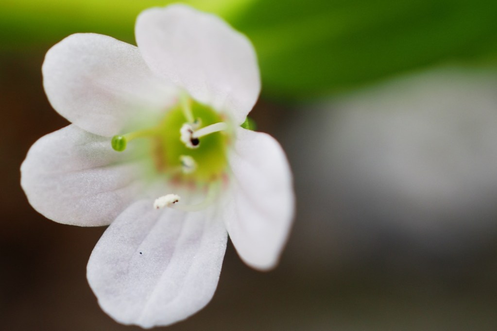 A white bacopa flower close up