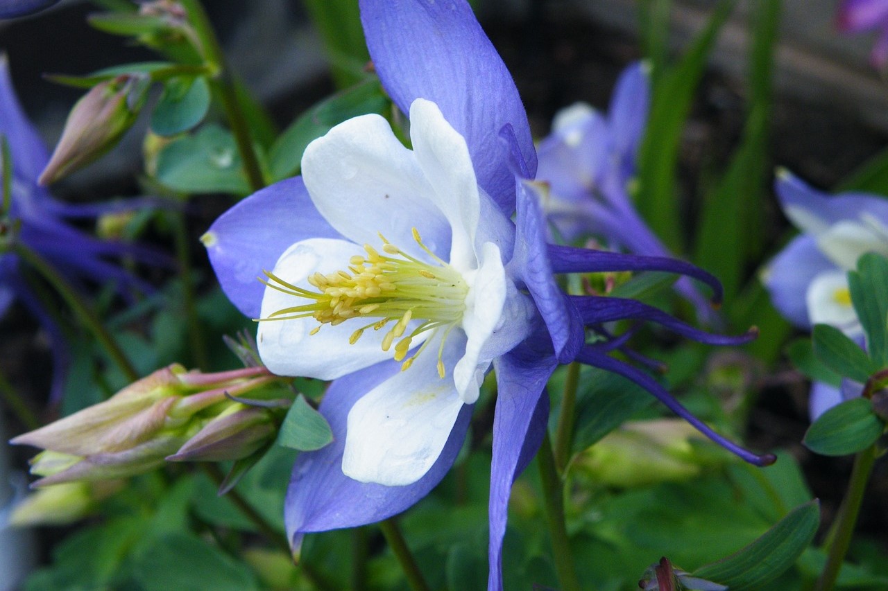 A blue columbine flower with white inner petals