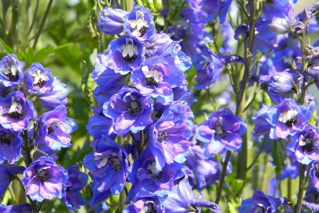 Blue larkspur delphinium flowers