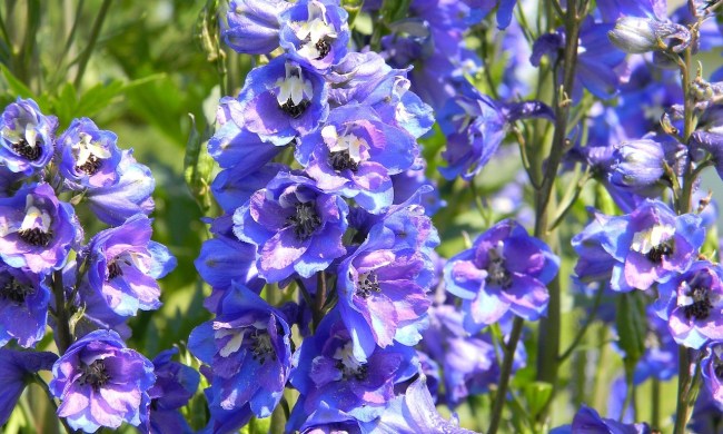 Blue larkspur delphinium flowers