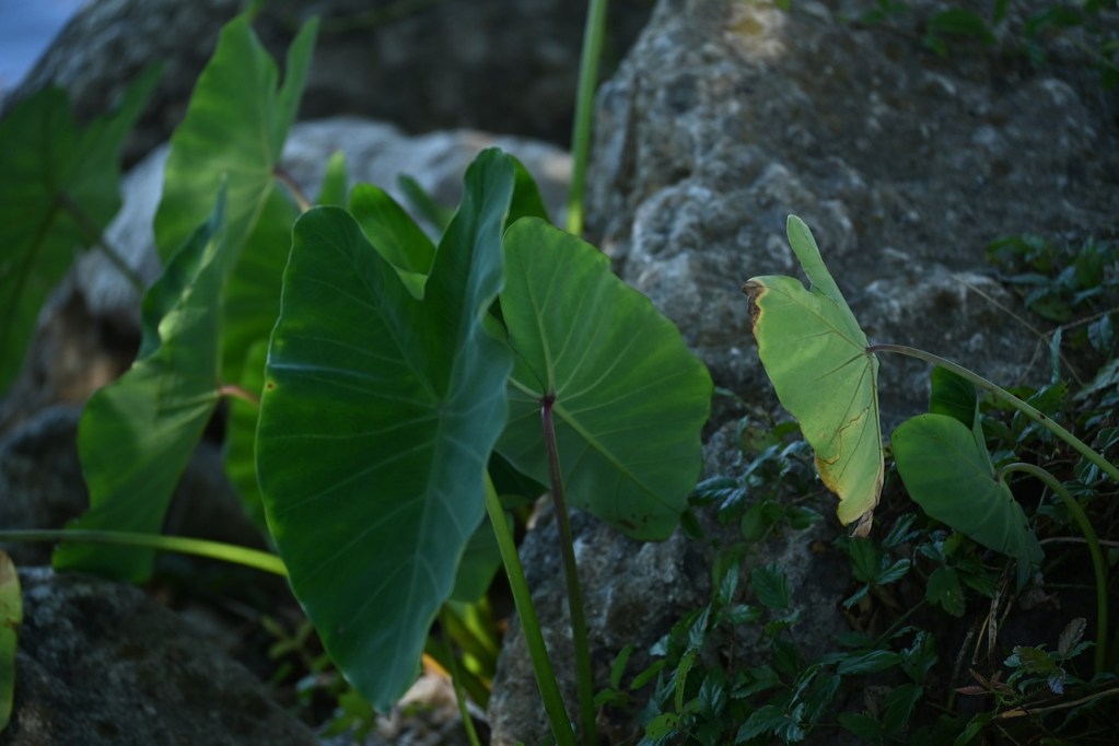 Elephant ear plant in the shade