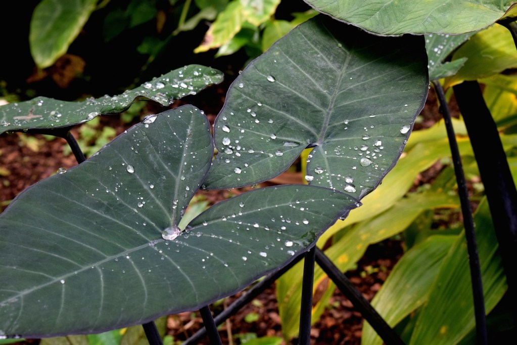 Dark green elephant ear plant leaves