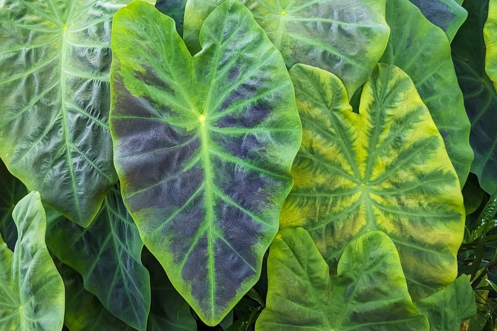 Elephant ear plant leaves