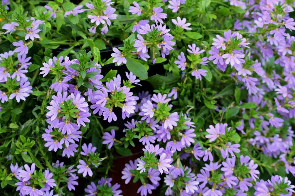 Light purple fan flowers