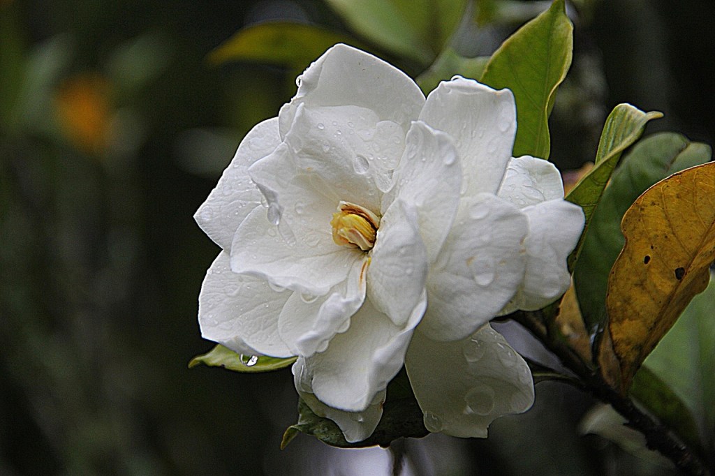 A white gardenia flower with dew drops