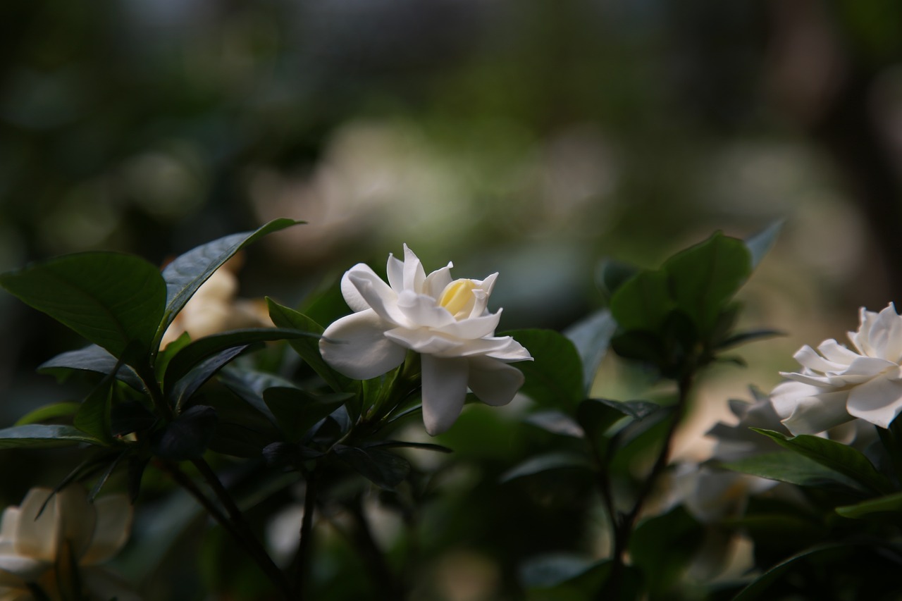 Gardenia shrubs with white flowers