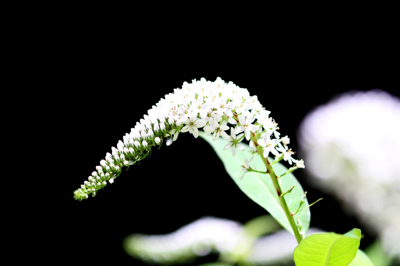 Gooseneck loosestrife flower on a black background
