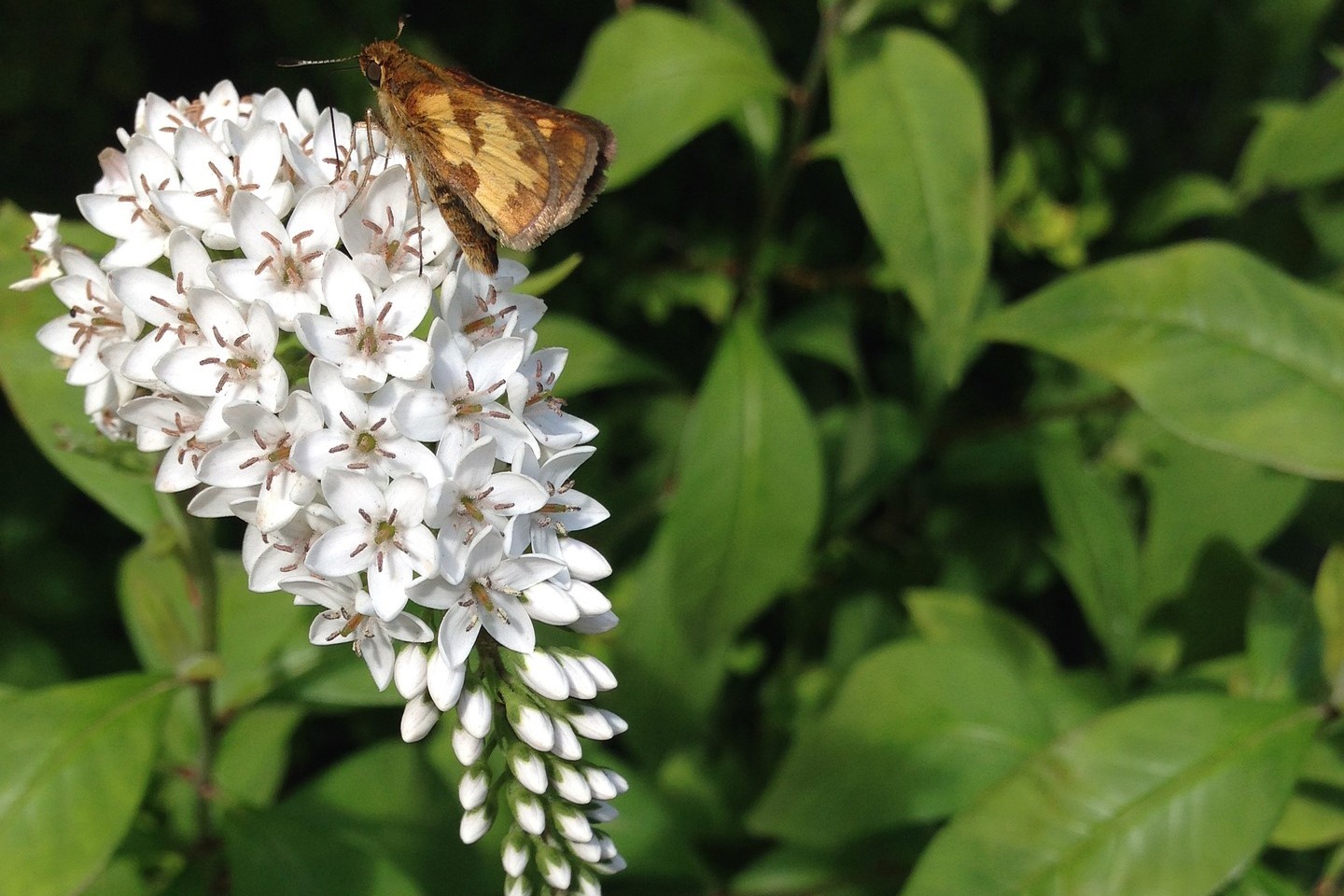 A gooseneck loosestrife flower with a butterfly