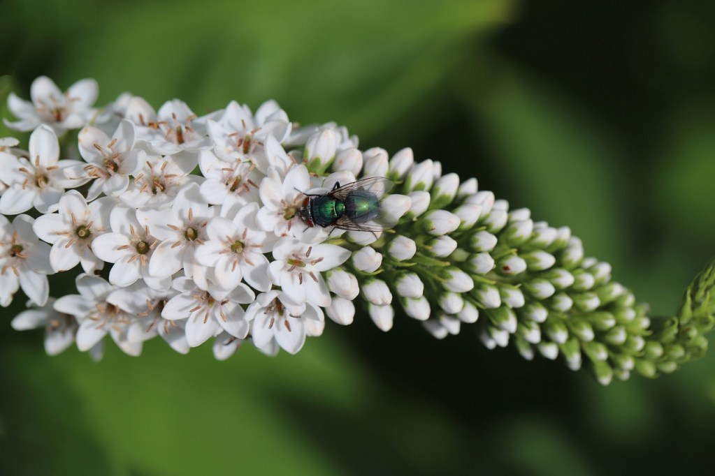 Gooseneck loosestrife flowers with a fly