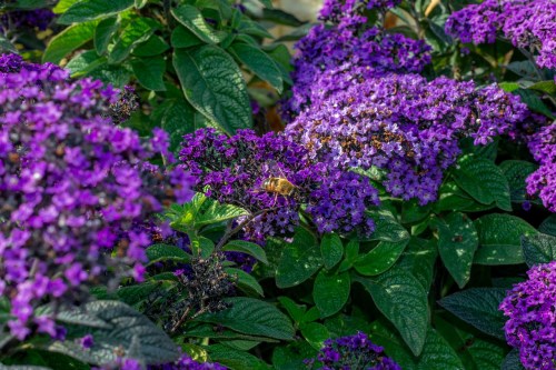 Purple heliotrope flowers growing outdoors