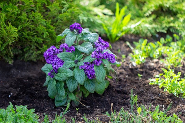 A heliotrope plant growing in a garden