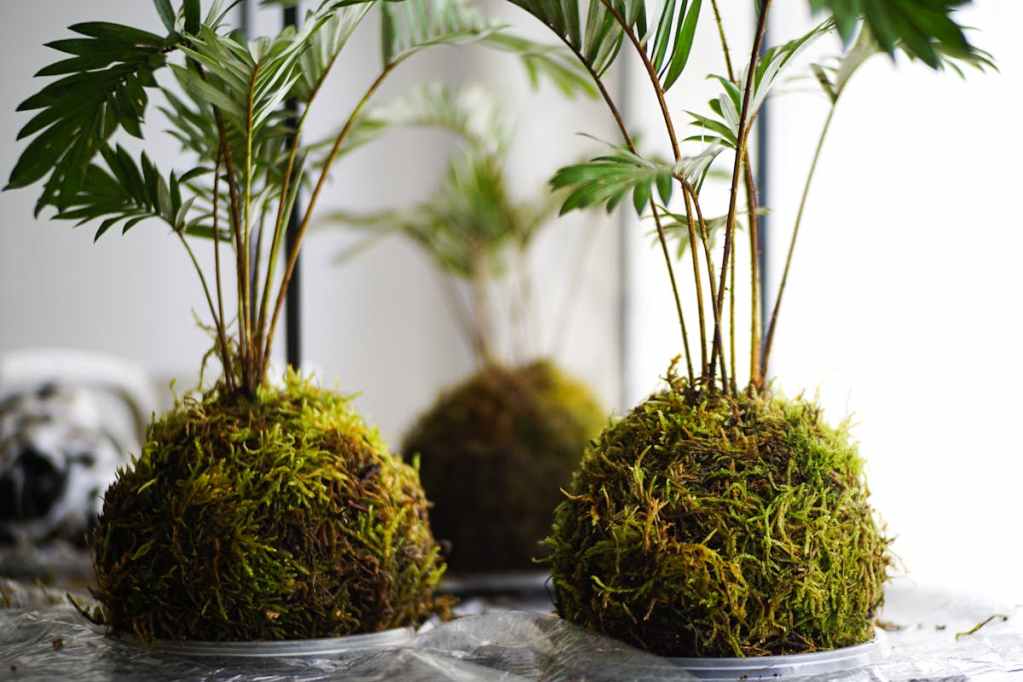 A close up of ferns growing in kokedama moss balls