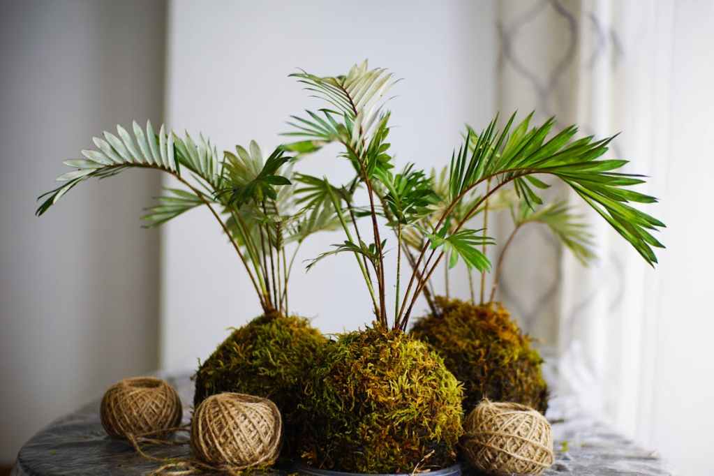 Small ferns grown in moss ball kokedamas