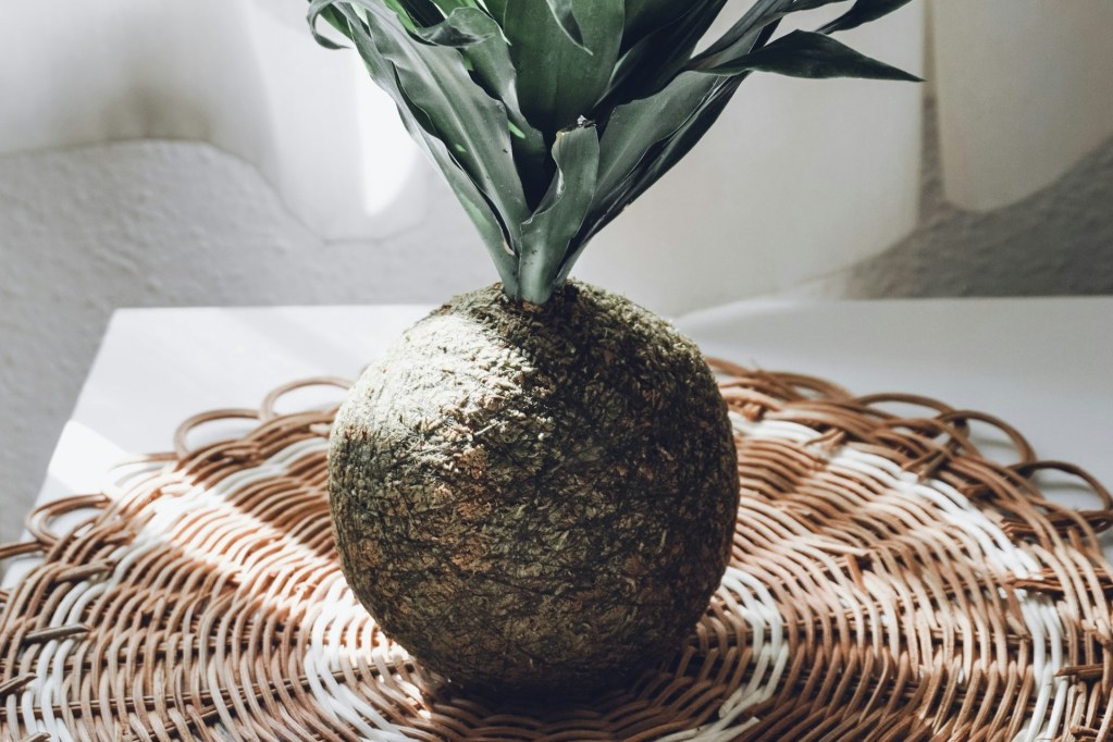 A plant growing in a kokedama moss ball sitting on a table.