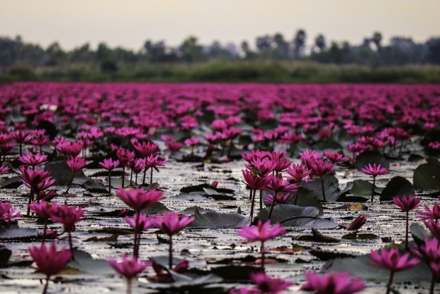 Lotus flowers in a lake