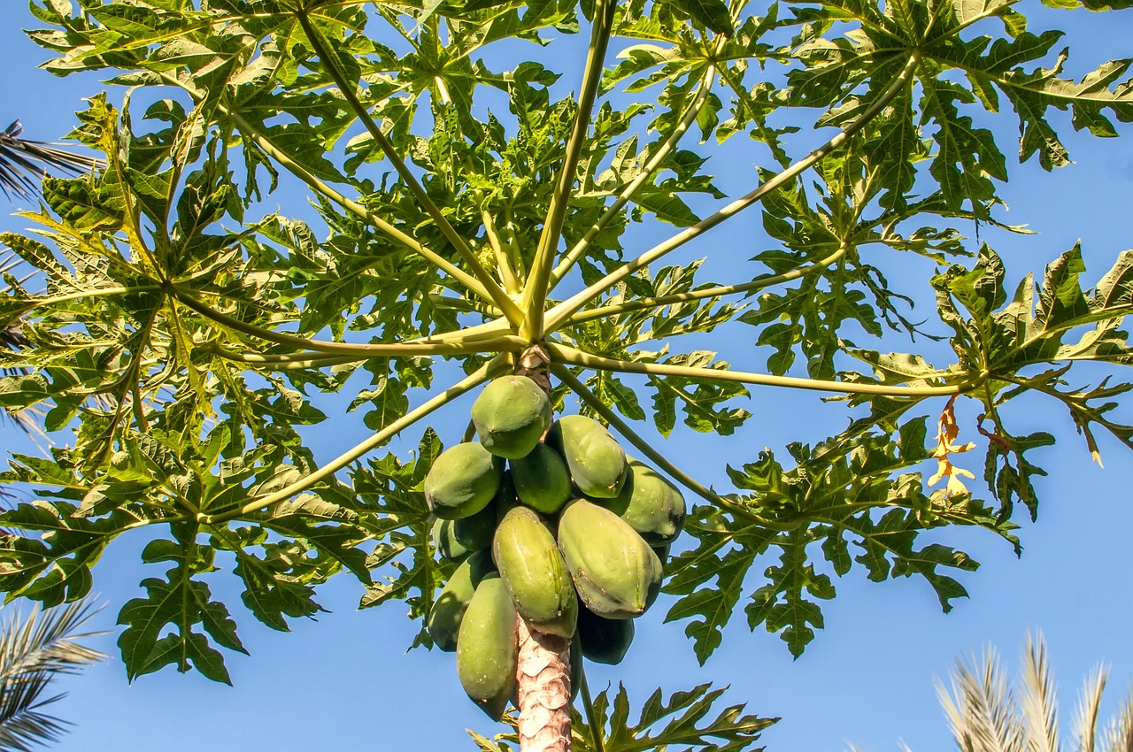 A papaya tree in the sun.