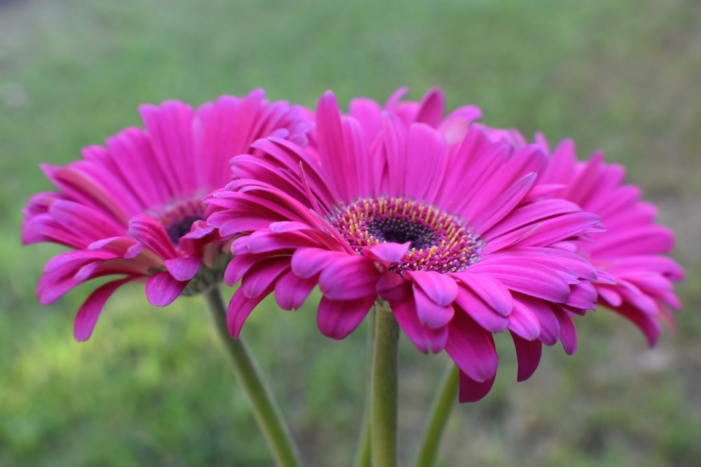 Bright pink gerbera daisies