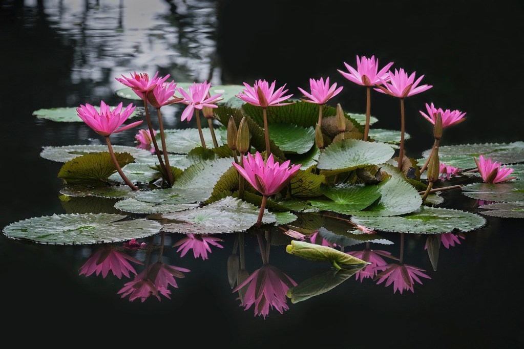 A cluster of lotus flowers and leaves with a few lily pads