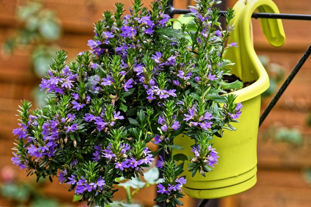 Purple fan flowers in a yellow hanging pot
