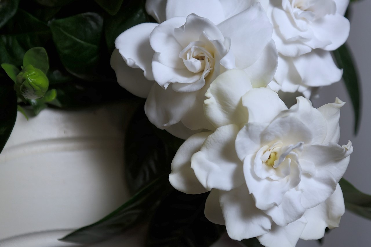 Indoor potted gardenia plant with white flowers