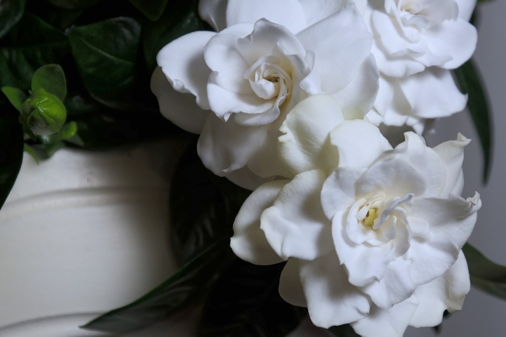 Indoor potted gardenia plant with white flowers